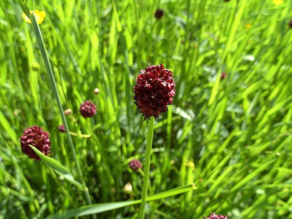 Sanguisorba Maggiore?